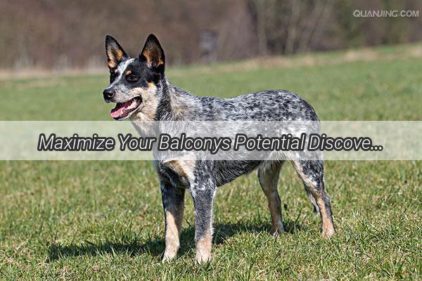 Maximize Your Balconys Potential Discover the Perfect Number of Pups for Playtime